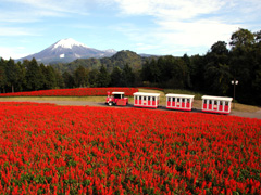 サルビアと大山