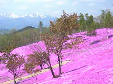 芝ざくら