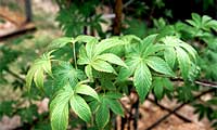 バラ科キイチゴ属 Rubus suavissimus