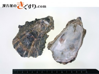 Image 牡蛎