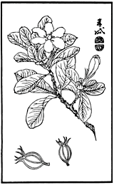 クチナシの植物線画
