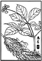 オタネニンジンの植物線画