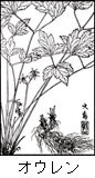 オウレンの植物線画