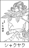 シャクヤクの植物線画