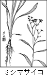 ミシマサイコの植物線画