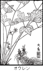 オウレン