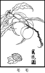 モモ