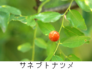 サネブトナツメ
