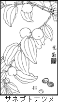 サネブトナツメの植物線画