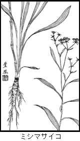 ミシマサイコの植物線画