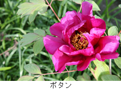 ボタン
