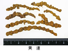 黄連