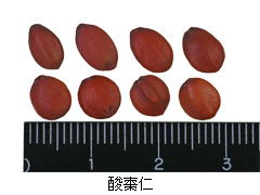 酸棗仁