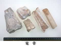 竜 骨