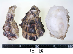 牡 蛎