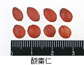 酸棗仁