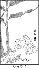 ショウガの植物線画