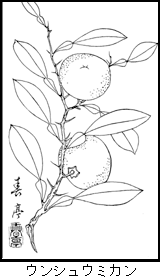 ウンシュウミカンの植物線画