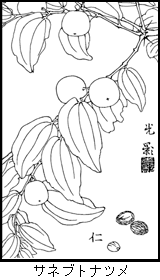 サネブトナツメの植物線画