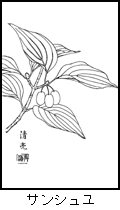 サンシュユの植物線画