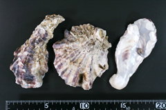 牡蛎の生薬写真