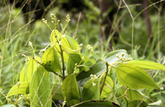 桂皮の原植物の写真