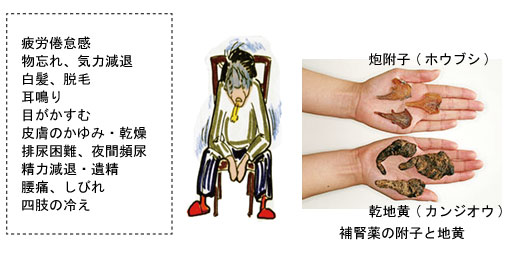 補腎薬の附子と地黄