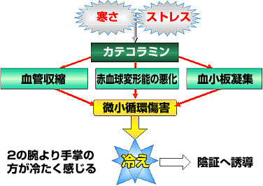 冷え症の発生経路