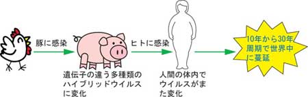 かぜ症候群と漢方・ウイルスの感染経路