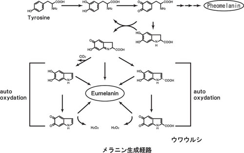 構造式：メラニン生成経路