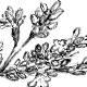 アイの花穂