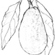 アボカドの果実と葉