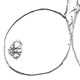 ビワの果実（左）と果実断面（種子）