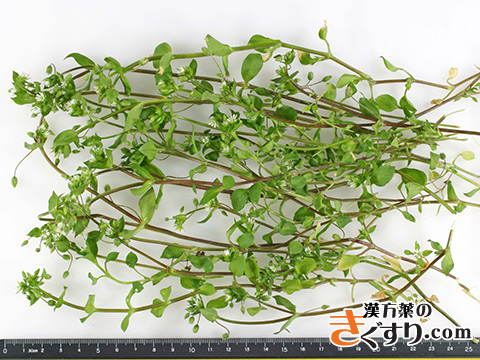 ハコベ 二階堂先生の 食べ物は薬 漢方を知る 漢方薬 漢方薬局 薬店のことなら きぐすり Com ハコベ 二階堂先生の 食べ物は薬 漢方を知る 漢方薬 漢方薬局 薬店のことなら きぐすり Com