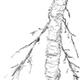 ハマボウフウの根と葉
