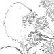 ハマボウフウの葉と花