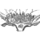 ヒマワリの頭状花の断面
