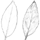 クロモジの葉（左：裏,右：表）