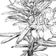 マンネンロウの花と葉