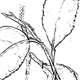 ウンシュウミカンの茎葉