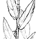 ミソハギの茎と葉
