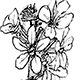 ミソハギの花