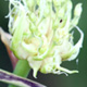 ニンニクの花