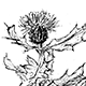 ノアザミの花