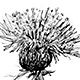 ノアザミの花
