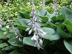 オオバギボウシ