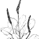 オオバコの花穂と葉