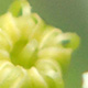 パセリの花