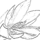 サフランの葉と花