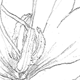 サフランの花（拡大）